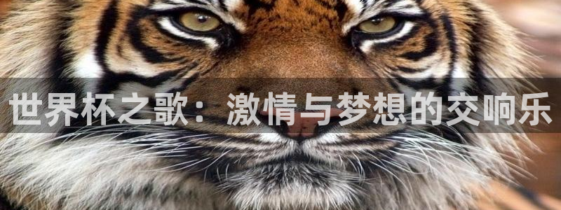 2026世界杯官网：世界杯之歌：激情与梦想的交响乐