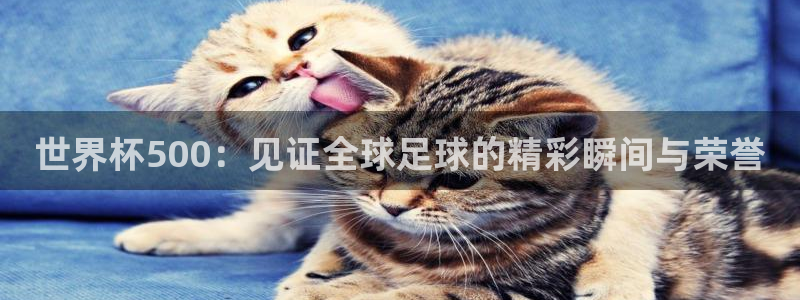 世界杯决赛预测：世界杯500：见证全球足球的精彩瞬间与荣誉
